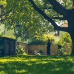 1750834714_Baumbestand-Nachbarn